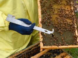 Researchers find native bee honey may tackle antibiotic resistance