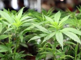 Thailand's 'weed wild west' faces new rules as smuggling to UK rises