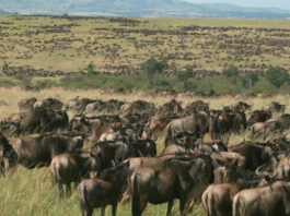 Govt disburses Sh2.8bn to victims of human-wildlife conflict