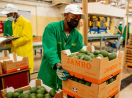 Govt refutes claims of fresh avocado export ban