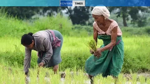 Trump says 'good friend' India may face up to 25% NurPhoto via Getty Images Women plant rice saplings in a paddy field on the outskirts of Guwahati, India, on July 20, 2025