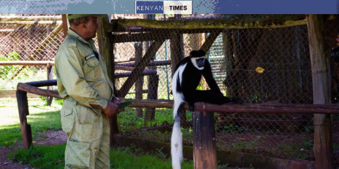 A Photo Of Mount Kenya Wildlife Conservancy Ranger Photo/Mkwc