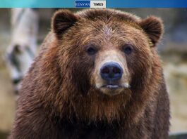 What Is Montana's State Animal